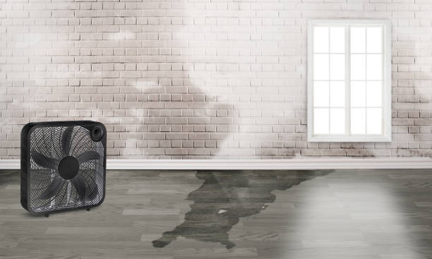 Best Carpet water damage restoration  in Jonesville, VA